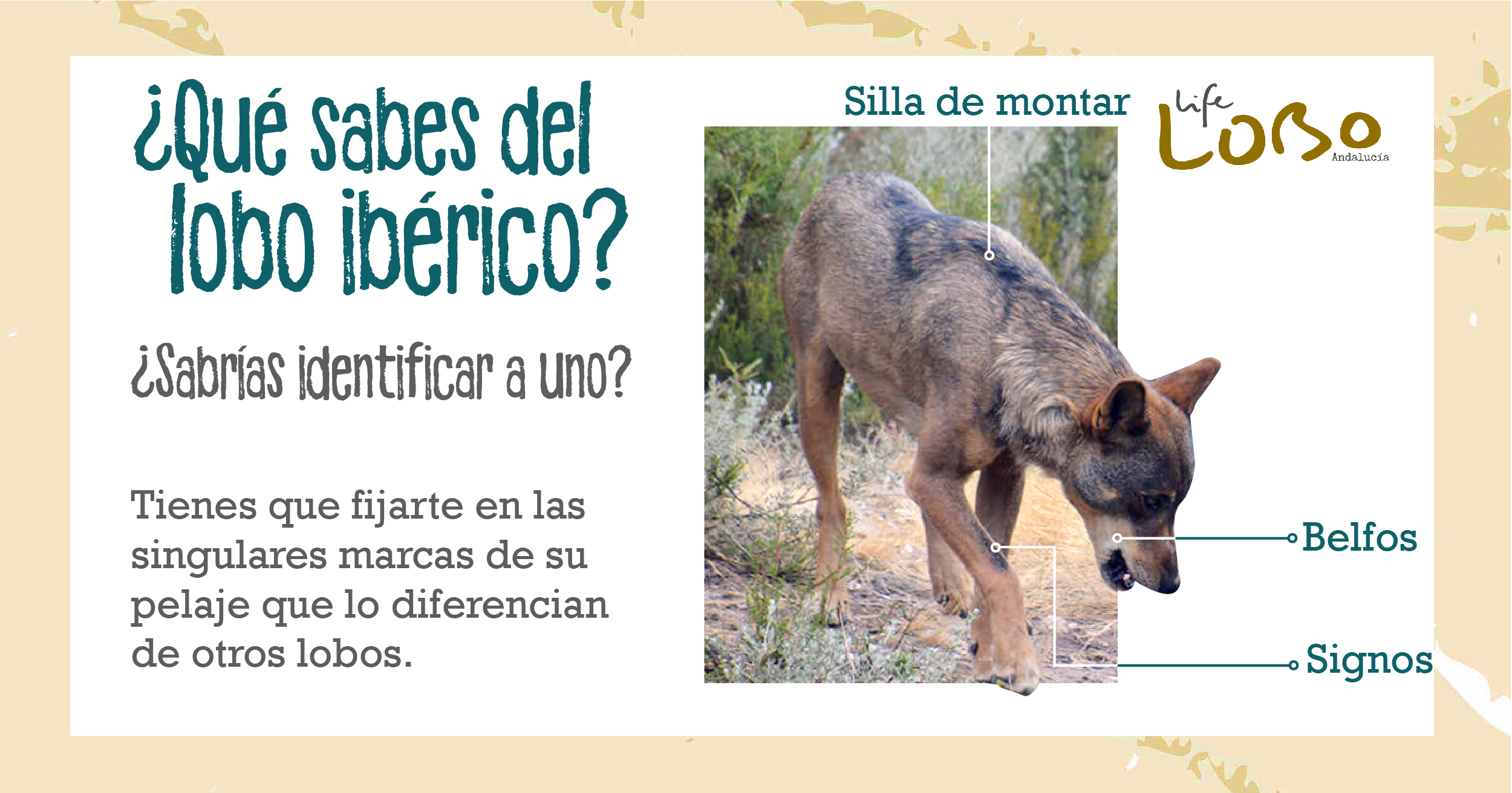 Qué sabes del lobo ibérico?. Aproximación a su biología y ecología - Life  Lobo Andalucía